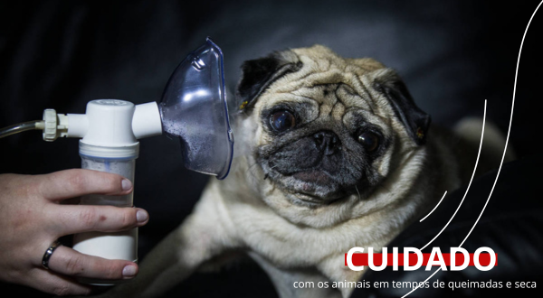 medvet
